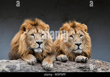 Asiatic lions (Panthera leo persica), deux hommes côte à côte, des animaux en captivité, portrait Banque D'Images