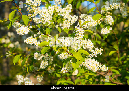 European Bird cherry (Prunus padus), la floraison, la Thuringe, Allemagne Banque D'Images