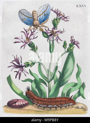 Cardamine des nains (Lychnis flos-cuculi Nana), Papillon et chenille, à la main, gravure sur cuivre par Maria Sybille Merian Banque D'Images