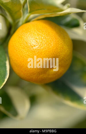 Limequat (Fortunella Margarita variegata), fruit jaune avec du blanc-vert feuilles sur un arbuste, close-up, Rhénanie du Nord-Westphalie Banque D'Images