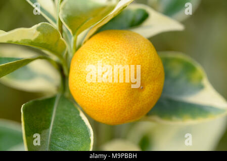 Limequat (Fortunella Margarita variegata), fruit jaune avec du blanc-vert feuilles sur un arbuste, close-up, Rhénanie du Nord-Westphalie Banque D'Images