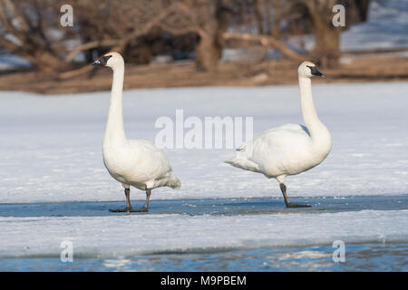 Les cygnes trompettes (Cygnus buccinator) debout sur la glace, rivière Ste-Croix, WI, USA, mi-mars, par Dominique Braud/Dembinsky Assoc Photo Banque D'Images