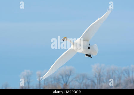 Cygne trompette (Cygnus buccinator) débarquement sur la rivière Sainte-Croix. WI, USA, janvier, par Dominique Braud/Dembinsky Assoc Photo Banque D'Images