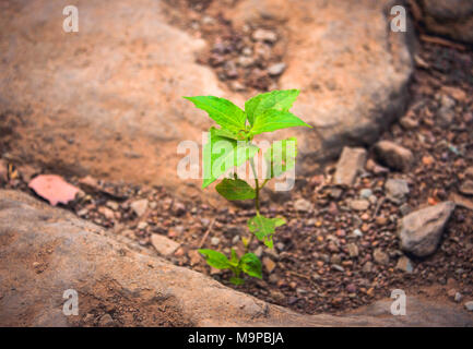 Green sprout, jeune plant de germination du sol pierreux, sec Banque D'Images