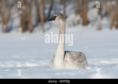 Le cygne immatures (Cygnus buccinator) reposant sur la rivière Sainte-Croix, WI, États-Unis d'Amérique, par Dominique Braud/Dembinsky Assoc Photo Banque D'Images