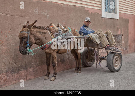 L'homme sur des ânes pendant une pause, Marrakech, Maroc Banque D'Images