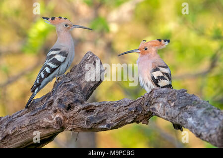 Huppes (Upupa epops), couple sitting in a tree, Toscane, Italie Banque D'Images
