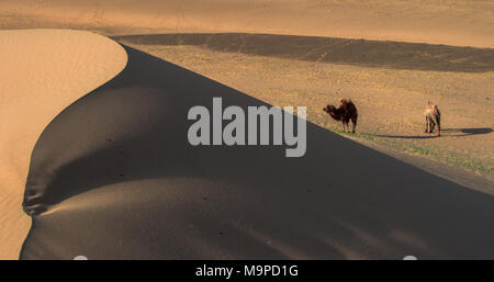 Les camélidés (chameaux) debout à côté d'une dune de sable dans le désert de Gobi, Monogolia Banque D'Images