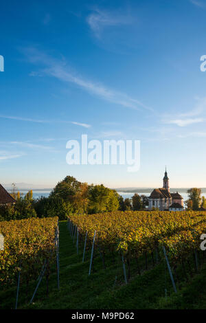 L'église de pèlerinage de Birnau vignes en automne, lumière du soir, Uhldingen-Mühlhofen, Lac de Constance, Bade-Wurtemberg Banque D'Images