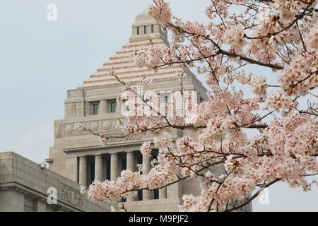 Tokyo, Japon. Mar 27, 2018. Les fleurs de cerisier fleuri entièrement sont affichés en face de la diète de Tokyo Mardi, 27 mars 2018. Credit : Yoshio Tsunoda/AFLO/Alamy Live News Banque D'Images