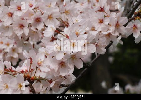 Tokyo, Japon. Mar 27, 2018. Les fleurs de cerisier fleuri entièrement sont affichés en face de la diète de Tokyo Mardi, 27 mars 2018. Credit : Yoshio Tsunoda/AFLO/Alamy Live News Banque D'Images