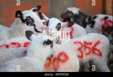 20 mars 2018, l'Allemagne, l'rehden : Bentheimer Landschaf les moutons de la ferme de moutons Ulenhof debout dans un décrochage. L'Ulenhof farm est une opération d'élevage des races Bentheimer Landschaf et Blanc interrogées Heath. Photo : Friso Gentsch/dpa Banque D'Images