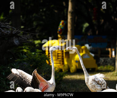 , Guangzh Guangzh, Chine. Mar 28, 2018. Guangzhou, Chine-La grande flamants roses dans un zoo à Guangzhou, province du Guangdong en Chine du sud. Crédit : SIPA Asie/ZUMA/Alamy Fil Live News Banque D'Images