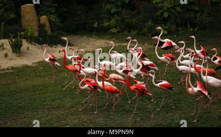 , Guangzh Guangzh, Chine. Mar 28, 2018. Guangzhou, Chine-La grande flamants roses dans un zoo à Guangzhou, province du Guangdong en Chine du sud. Crédit : SIPA Asie/ZUMA/Alamy Fil Live News Banque D'Images