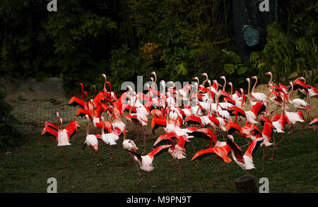 , Guangzh Guangzh, Chine. Mar 28, 2018. Guangzhou, Chine-La grande flamants roses dans un zoo à Guangzhou, province du Guangdong en Chine du sud. Crédit : SIPA Asie/ZUMA/Alamy Fil Live News Banque D'Images