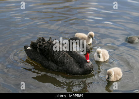 Cygnes noirs (Cygnus atratus) de la famille des Anatidae avec des poussins de cygnes gris moelleux, des cygnets à Tarlestoup, Lancashire.Mars 2018.Météo au Royaume-Uni : le printemps est suspendu comme les poussins de la volaille sauvage éclosent.Les jeunes cygnes sont pris en compte par leurs parents pendant environ 9 mois. Banque D'Images