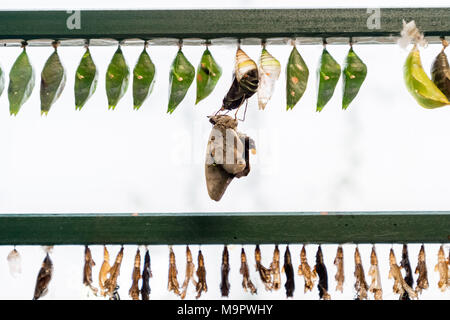 Londres, Royaume-Uni. 28 mars, 2018. Papillons tropicaux vivants remplir la maison de papillons pour le retour 'Sensational' Papillons exposition au Musée d'Histoire Naturelle © Guy Josse/Alamy Live News Banque D'Images