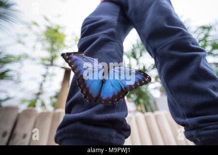 Londres, Royaume-Uni. 28 mars, 2018. Papillons tropicaux vivants remplir la maison de papillons pour le retour 'Sensational' Papillons exposition au Musée d'Histoire Naturelle © Guy Josse/Alamy Live News Banque D'Images
