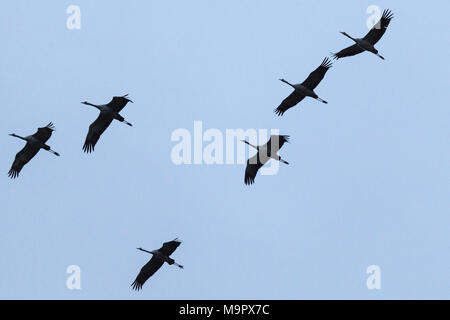 Grues cendrées (Grus grus) vol en formation, Zingst, Poméranie occidentale Lagoon Salon National Park Banque D'Images