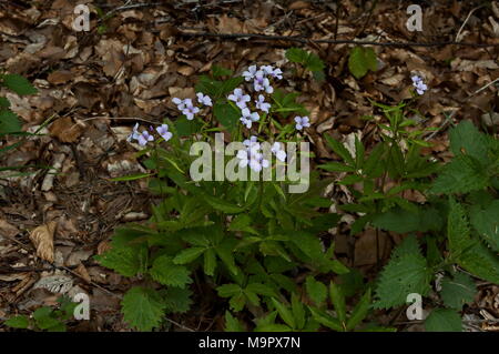 Fleur de coucou ou Lady's Smock, Cardamine pratensis, Plana mountain, Bulgarie Banque D'Images