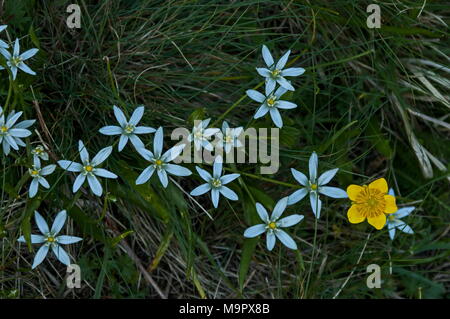 Close-up of white Star of Bethlehem ou Ornithogallum, fleur jaune et Geum ou dryade, Plana mountain, Bulgarie Banque D'Images