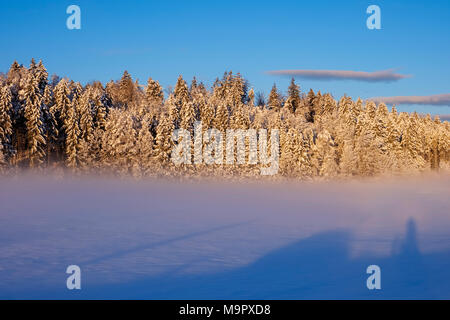 Snowy forest edge dans la lumière du matin, Geretsried, Upper Bavaria, Bavaria, Germany Banque D'Images