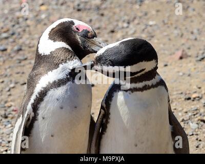 Les manchots de Magellan (Spheniscus magellanicus), paire de plumage mutuelle soins, Punta Tombo, Chubut, Argentine Banque D'Images