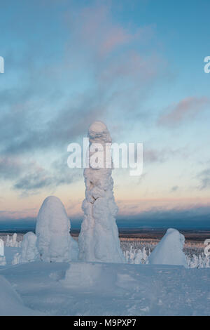 Arbres couverts de neige, sapins, fjeld en hiver, le Parc National de Riisitunturi, Posio, Laponie, Finlande, Scandinavie Banque D'Images