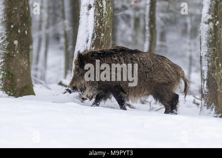 Le sanglier (Sus scrofa) court dans la neige, Vulkaneifel, Rhénanie-Palatinat, Allemagne Banque D'Images