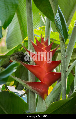 Bulbul ventilé rouge sur un oiseau fleur Heliconia rouge Banque D'Images