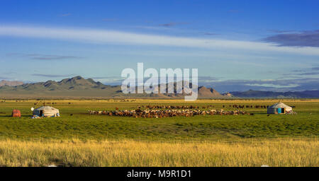Troupeau de chèvres (Capra) et les yourtes des nomades avec des montagnes à l'arrière, la Mongolie Banque D'Images