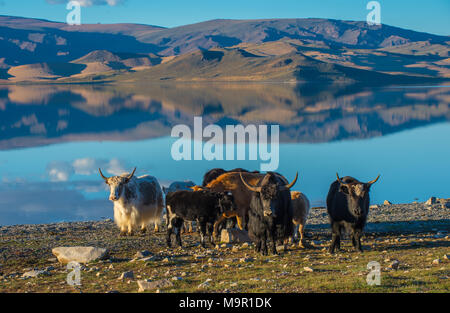 Troupeau de yacks (Bos grunniens) sur les rives du lac Noir, la Mongolie Banque D'Images