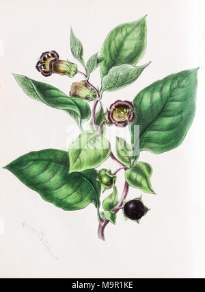 La belladone (Atropa belladonna), de Plantae Utiliores ou illustrations de plantes utiles, colorées à la main pour imprimer par Mary Ann Burnett Banque D'Images