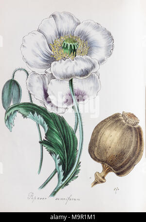 Du pavot à opium (Papaver somniferum), de Plantae Utiliores ou illustrations de plantes utiles, colorées à la main pour imprimer par Mary Ann Banque D'Images