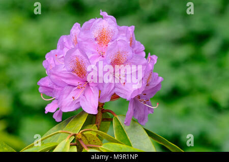 Violet floraison rhododendron (Rhododendron), l'inflorescence corymbose, Rhénanie du Nord-Westphalie, Allemagne Banque D'Images