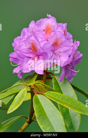 Violet floraison rhododendron (Rhododendron), l'inflorescence corymbose, Rhénanie du Nord-Westphalie, Allemagne Banque D'Images