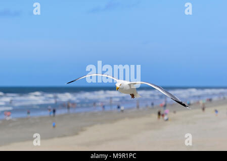 European Herring Gull (Larus argentatus) en vol au dessus de la plage du nord, Norderney, îles de la Frise orientale, mer du Nord Banque D'Images