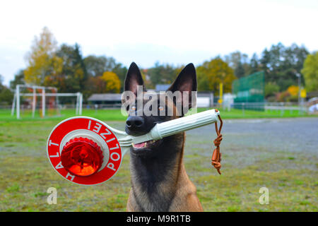 Chien de police, chien de berger belge, Malinois, avec l'arrêt dans la bouche de la truelle, Hesse, Allemagne Banque D'Images