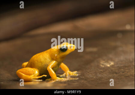 (Mantella aurantiaca Golden mantella) se trouve sur la feuille, le Parc National Andasibe, Madagascar Banque D'Images