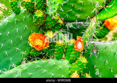 Close up of a flowering Cactus dans la petite région du Karoo, la province occidentale du Cap en Afrique du Sud Banque D'Images