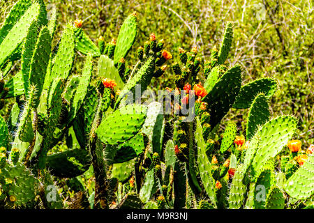 Close up of a flowering Cactus dans la petite région du Karoo, la province occidentale du Cap en Afrique du Sud Banque D'Images