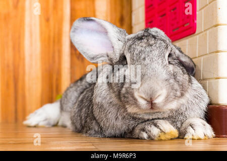 Lapin géant dans la région de paques jour isoler sur background,vue avant du haut, des coûts techniques. Banque D'Images
