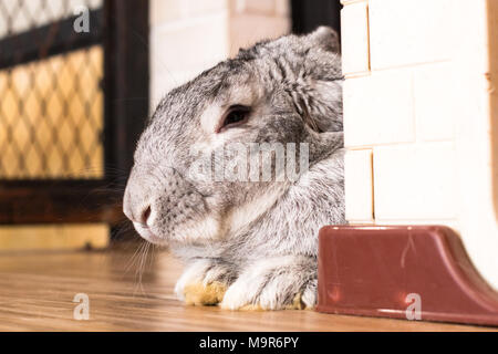 Lapin géant dans la région de paques jour isoler sur background,vue avant du haut, des coûts techniques. Banque D'Images