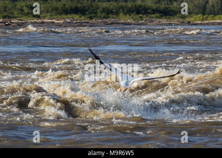 Beaucoup de pélicans blancs (Pelecanus onocrotalus) volant au-dessus de Grand Nord pour un accouplement à Slave River, Pelican Rapids, Ft. Smith, dans les territoires, peut Banque D'Images