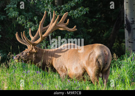 Les wapitis à bois pendant la saison du rut, le pâturage dans le wildgrass et fleurs sauvages. Banff National Park Alberta Canada Banque D'Images