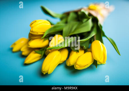 Tulipes jaunes sur fond bleu Banque D'Images