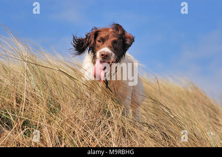 Un springer spaniel chien qui court dans l'herbe longue plage côtière le long de la mer de dunes. Banque D'Images