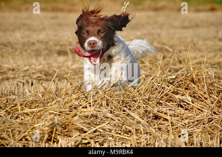 Un springer spaniel chien qui court dans un champ de foin Banque D'Images