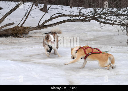 Deux chiens engagés dans un jeu de chasse. Banque D'Images