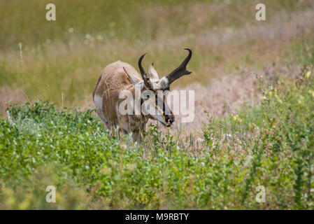 Antilope mâle paissant dans une prairie dans le National Bison Range, Montana, USA Banque D'Images